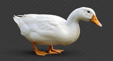 White duck on a black background photo