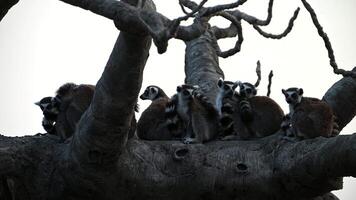 Lemur Catta Family Enjoys Playful Moments Under Sunset Near Iconic Baobab Tree in Madagascar's Unique Wildlife Habitat video