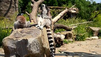 Watch a Playful Family of Lemur Catta Enjoying Their Time Near the Iconic Baobab Tree in Madagascar During Sunset video