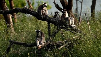 Lemur Catta Family Plays and Jumps Near Baobab Tree in Madagascar During Sunset video