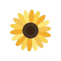 A sunflower is shown on a white background vector