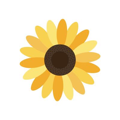 A sunflower is shown on a white background