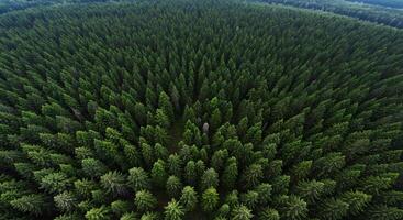 Aerial view of a forest with many trees photo