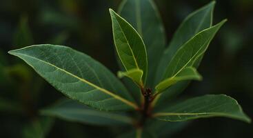 A close up of a leaf with a flower photo