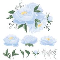 Light blue peony floral illustrations vector