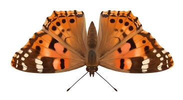 A butterfly with orange and black spots on its wings photo