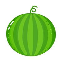 A whole, ripe green watermelon with a curly stem is isolated on white vector