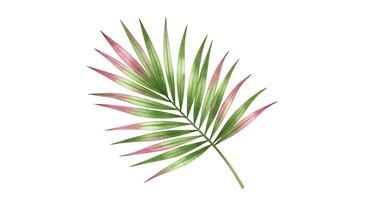 Palm leaf illustration photo