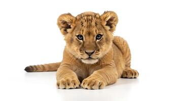 A lion cub is sitting down on a white background photo