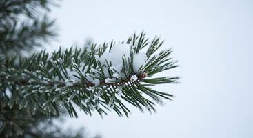 A pine tree branch with snow on it photo