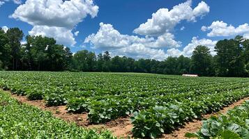 Lush Green Strawberry Field Under a Bright Blue Sky with Fluffy Clouds. photo