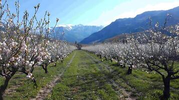 Blooming Orchard with Snow Capped Mountains in the Distance. photo