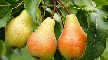 Ripe Pears Hanging from a Tree Branch on a Sunny Day. photo