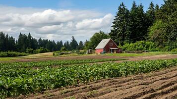 Red Barn Overlooking Rows of Fresh Produce on a Sunny Day. photo