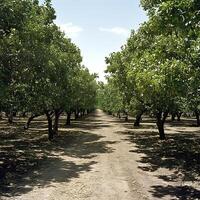Sunlight filters through a peaceful grove of fruit trees. photo