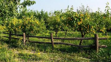 Blooming Oranges on Trees Behind a Rustic Wooden Fence. photo