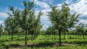 Young Trees Growing in a Row Under a Blue Sky with Clouds. photo