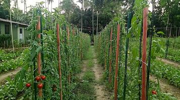 Rows of Ripe Red Tomatoes Growing Tall on Wooden Stakes photo