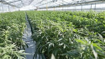 Rows of Lush Green Plants Growing Indoors Under a Bright Greenhouse Canopy. photo