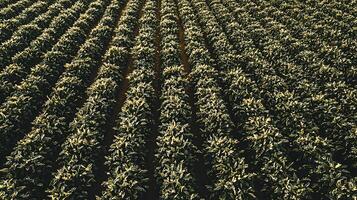 Rows of green plants in a field, captured from above. photo