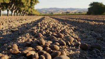 Almond harvest ready in the field at sunset with rolling hills. photo