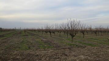 Rows of Dormant Fruit Trees Under an Overcast Sky. photo