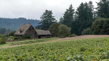 Old Farmhouse and Strawberry Field Under a Cloudy Sky. photo