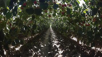 Ripe Strawberries Growing on Plants in a Sunlit Field. photo