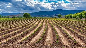 Lush Green Rows of Young Plants Under a Dramatic Cloudy Sky. photo
