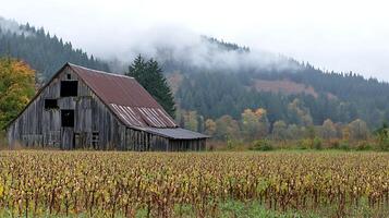 Old Barn Stands Tall Amidst Foggy Autumn Forest and Harvested Field. photo