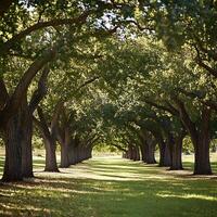 Sunlight filtering through a beautiful tree lined path in summer. photo