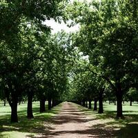 Tree lined pathway through a sunlit green forest in summer. photo