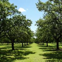 A Peaceful Walk Through a Lush Green Tree Lined Pathway photo