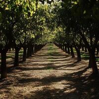 Sun Dappled Alley of Trees Creates Golden Light and Shadow Pathways. photo