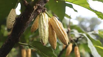 Fresh Cacao Pods Hanging on a Branch in Soft Sunlight. photo