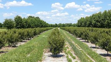 Rows of lush green trees under a blue sky with white clouds. photo