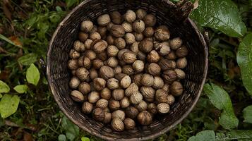 Freshly Harvested Walnuts in a Woven Basket Surrounded by Greenery. photo