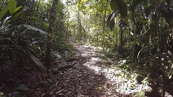 Sunlight filtering through lush jungle canopy onto a forest path. photo