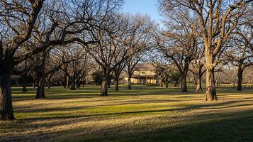 Majestic old trees frame a historic farmhouse in warm afternoon sunlight. photo