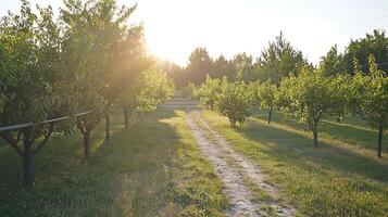 Sunlight Streams Through Orchard Trees Onto A Country Path. photo
