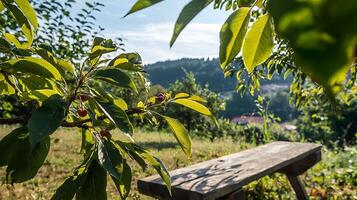 Relaxing Summer View with Cherry Tree and Wooden Bench Outdoors. photo