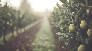 Fresh Pears on a Misty Morning in an Orchard. photo