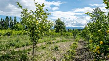 Lush Lemon Grove Blooming Under a Beautiful Cloudy Sky. photo