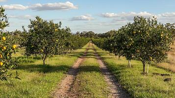 Sunny Citrus Grove Path Leading Through Ripe Fruit Trees. photo