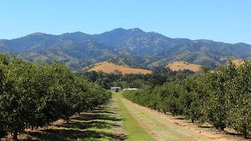 Rows of fruit trees lead to rolling hills and distant mountains. photo