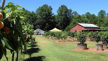 Discover a thriving farm with fruit trees and a charming red barn. photo