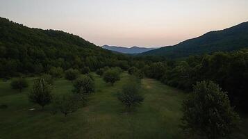 Serene Mountain Valley at Dusk with a Gently Lit Tree Farm. photo