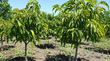 Rows of young fruit trees in a sunny orchard under blue sky. photo