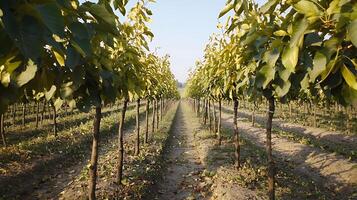 Rows of Young Trees Growing in a Sunny Orchard Landscape. photo