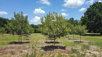 Young fruit trees growing in a sunny field under a blue sky. photo